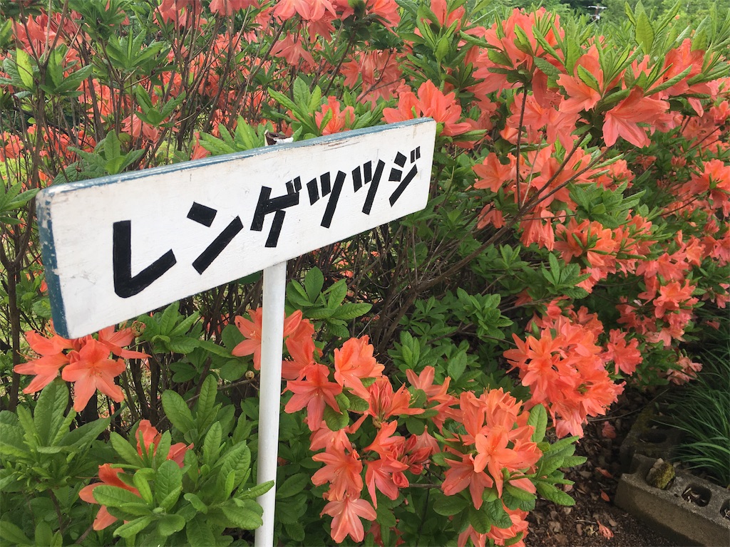 f:id:kusamaru:20190622203301j:image