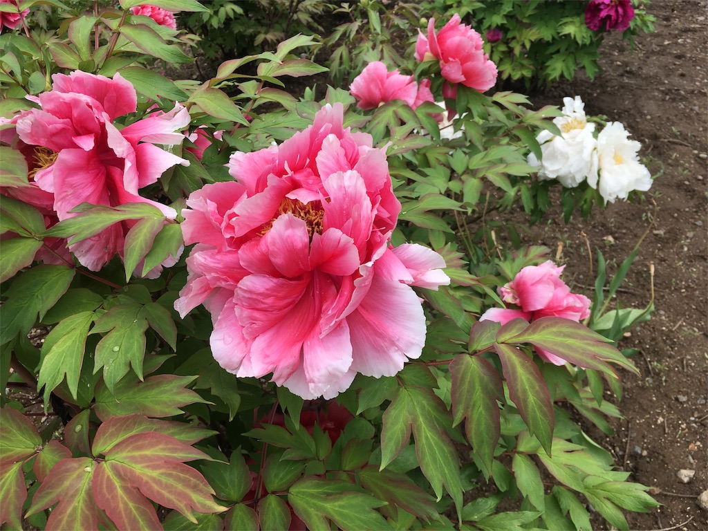 f:id:kusamaru:20190622203448j:image