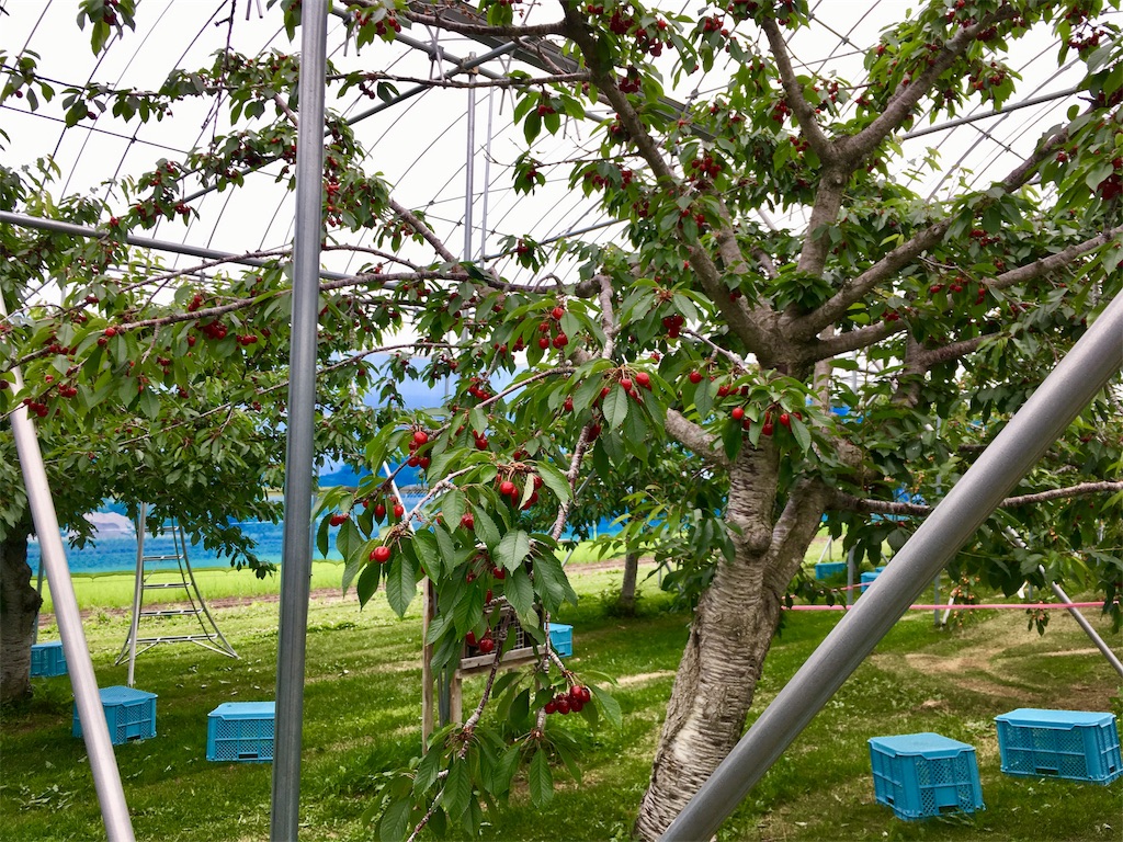 f:id:kusamaru:20190707181135j:image