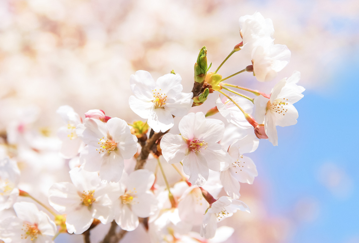 f:id:kusamochiayaka:20200103214015p:plain