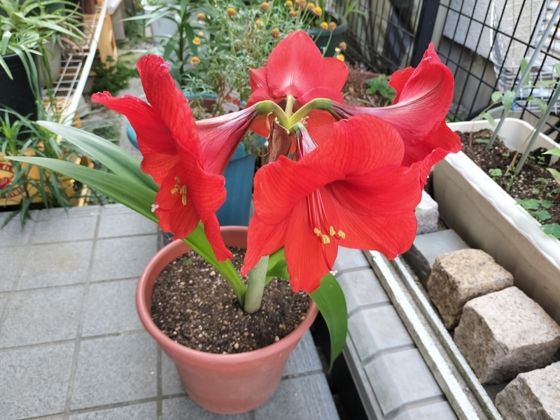 5月後半、我が家で一番の花の季節！ - kusamochihimeの日記