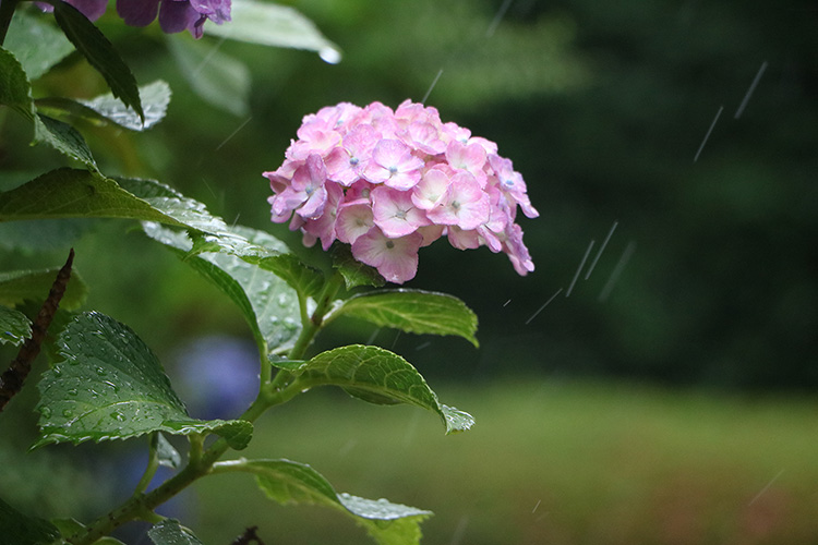 f:id:kusano_k:20191115044424j:plain:w400 f:id:kusano_k:20191115044424j:plain:w400
