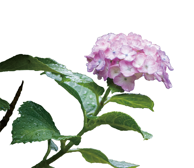 f:id:kusano_k:20191115044709p:plain:w400 f:id:kusano_k:20191115044709p:plain:w400