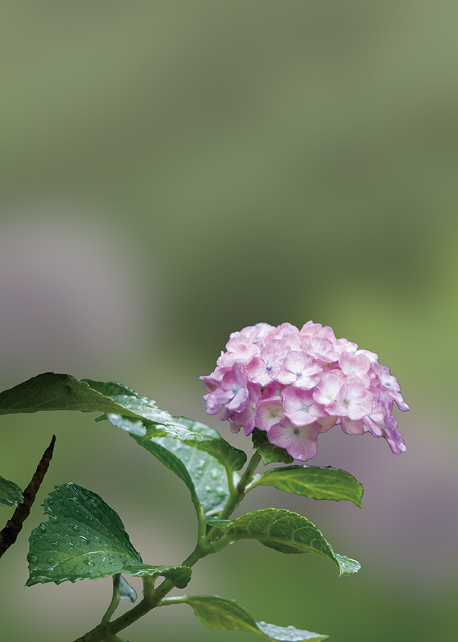 f:id:kusano_k:20191115044950j:plain:w400 f:id:kusano_k:20191115044950j:plain:w400