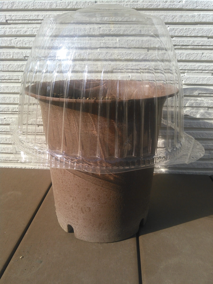 f:id:kusataroun:20200307152155j:plain