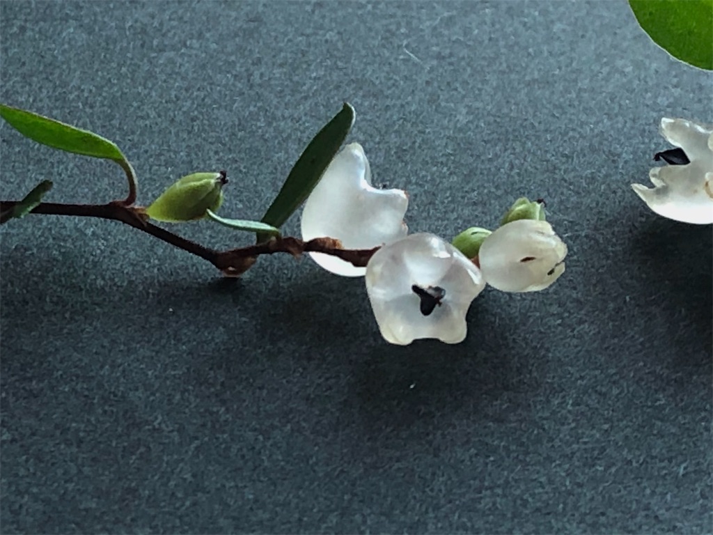 確かに 新蕎麦の季節だ みちくさラボ