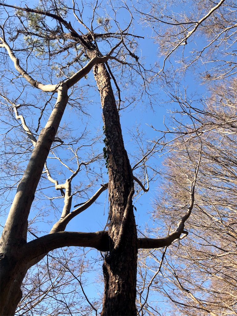 f:id:kusatoki:20210121024632j:image