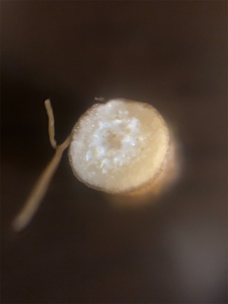 f:id:kusatoki:20210125190302j:image
