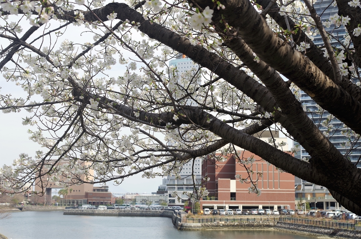 f:id:kushiroshiro:20190329114731j:plain