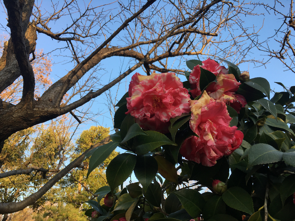 f:id:kusomamiren:20190105224317j:plain f:id:kusomamiren:20190105224317j:plain
