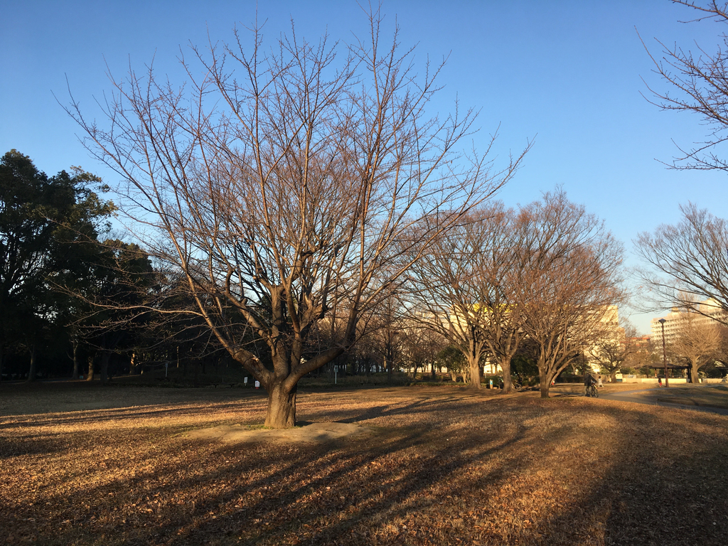 f:id:kusomamiren:20190105224333j:plain f:id:kusomamiren:20190105224333j:plain
