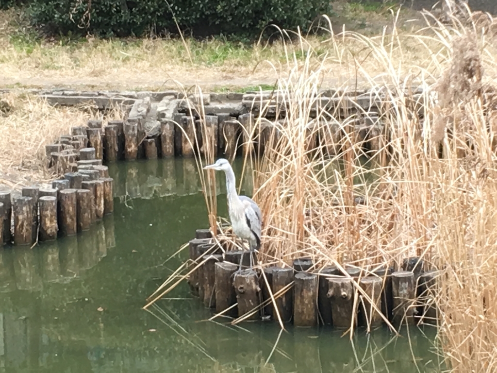 f:id:kusomamiren:20190205235142j:plain