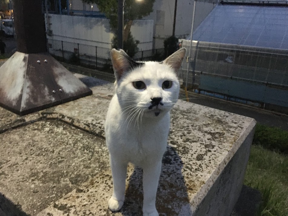 f:id:kusomamiren:20201016232415j:plain f:id:kusomamiren:20201016232415j:plain