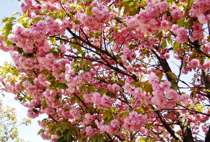 f:id:kussan01:20100417142307j:image