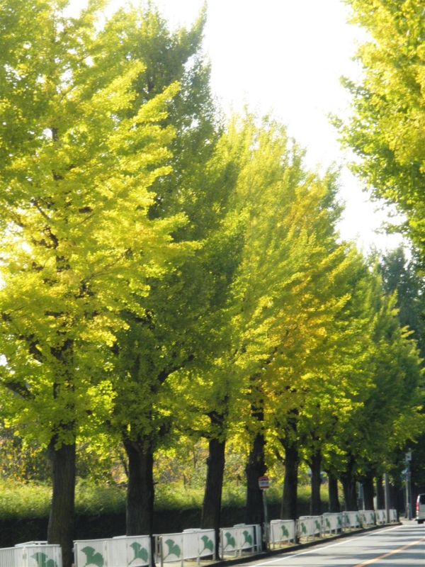 f:id:kussan01:20101106090842j:image