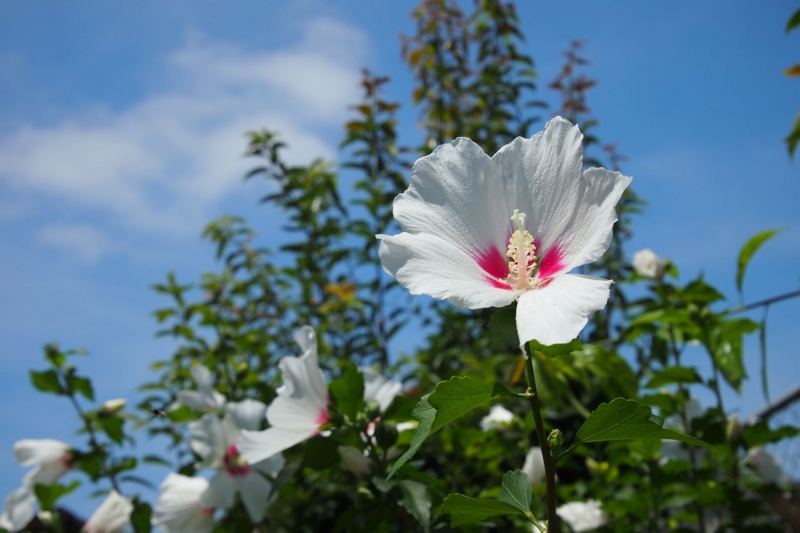 f:id:kussan01:20150718193820j:image:w500