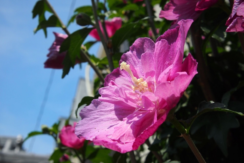 f:id:kussan01:20150718193824j:image:w500