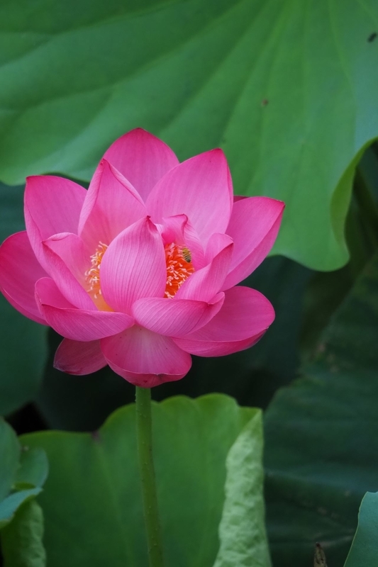 f:id:kussan01:20190713144850j:image:w350