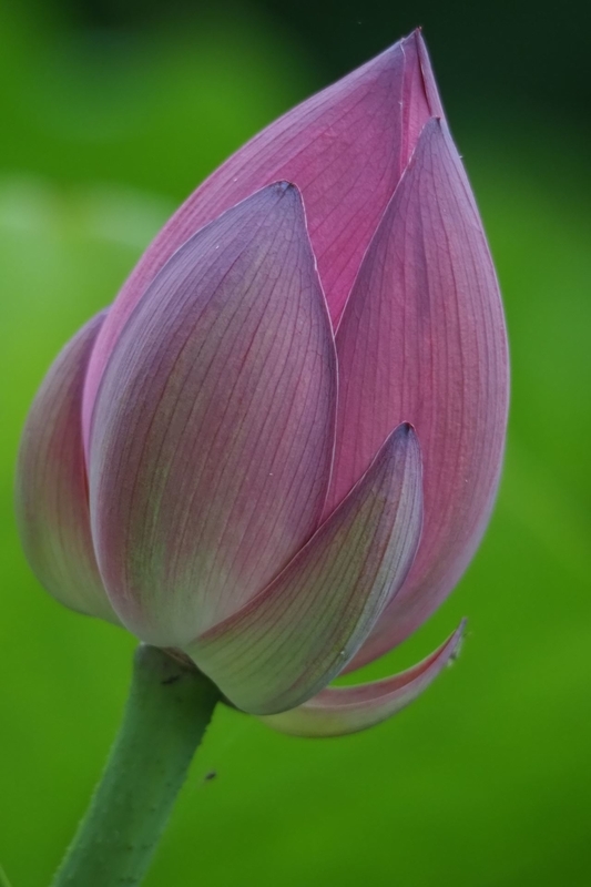 f:id:kussan01:20190713144857j:image:w350