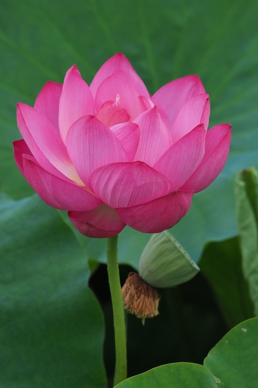 f:id:kussan01:20190713144902j:image:w350