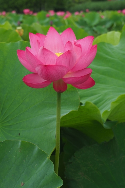 f:id:kussan01:20190713144915j:image:w350