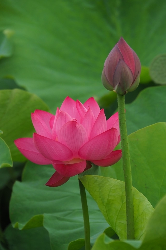 f:id:kussan01:20190713144921j:image:w350