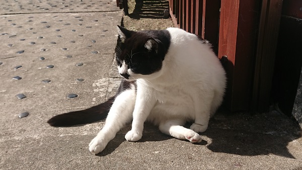 猫