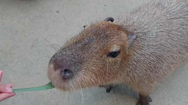 カピバラの餌やり