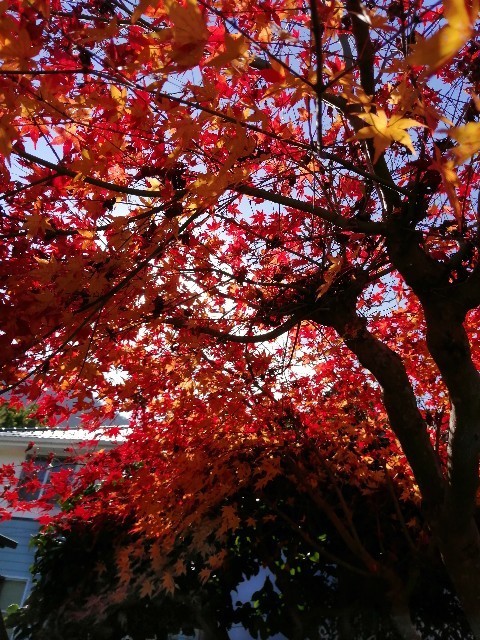 f:id:kusukusu_kun:20201119152012j:image f:id:kusukusu_kun:20201119152012j:image