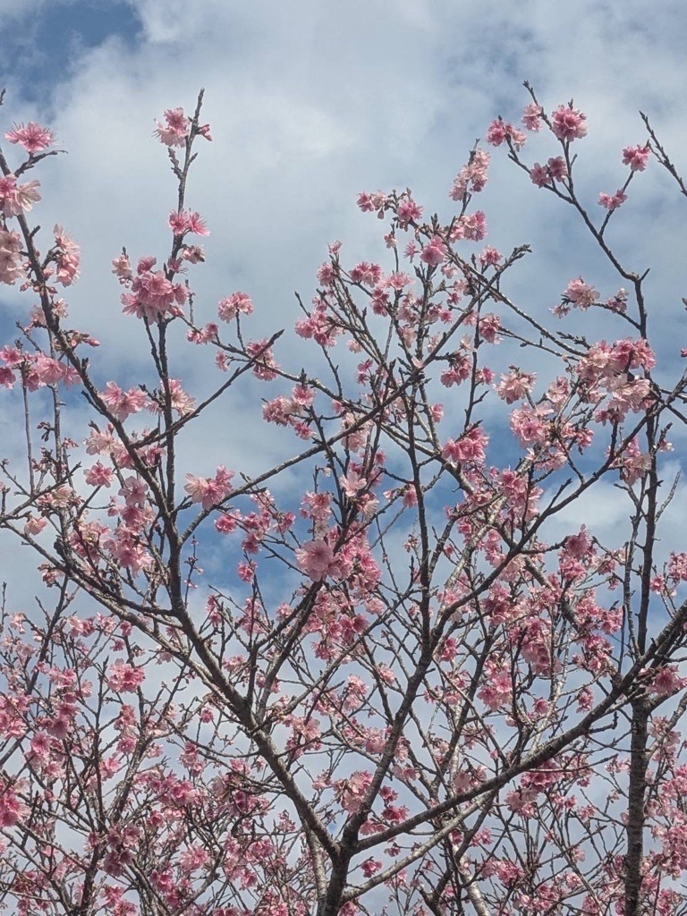 f:id:kusumamodays:20250128141343j:image