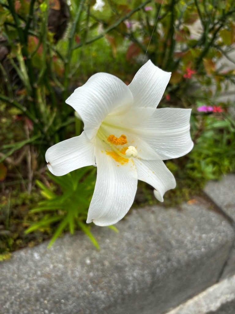 f:id:kusumamodays:20250509222026j:image