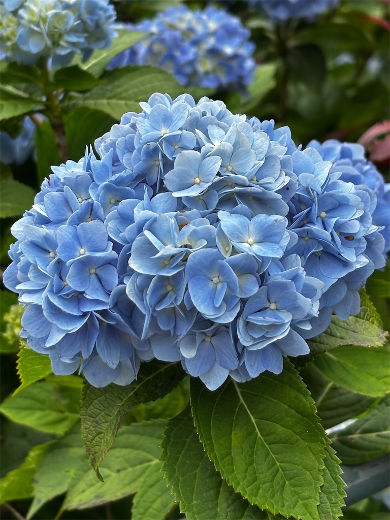 f:id:kusumamodays:20250601214230j:image