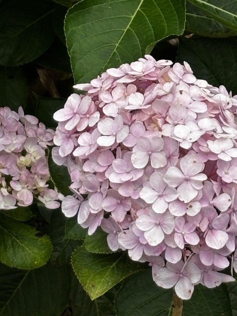 f:id:kusumamodays:20250601214234j:image