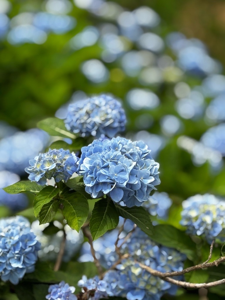 f:id:kusumamodays:20250601214237j:image