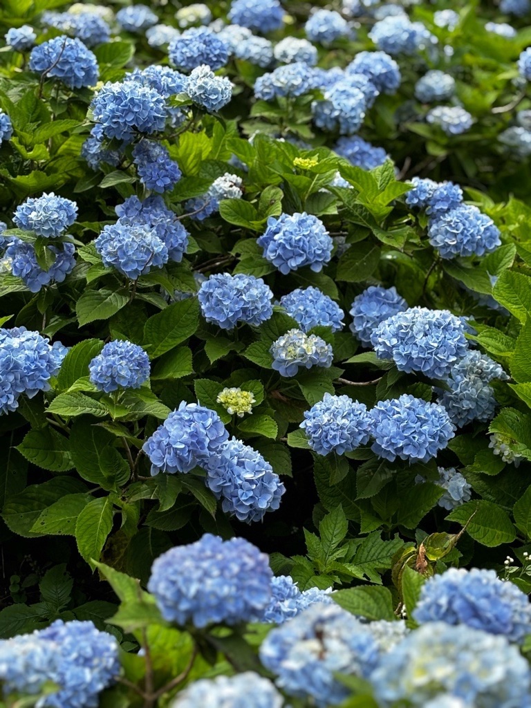 f:id:kusumamodays:20250601214244j:image