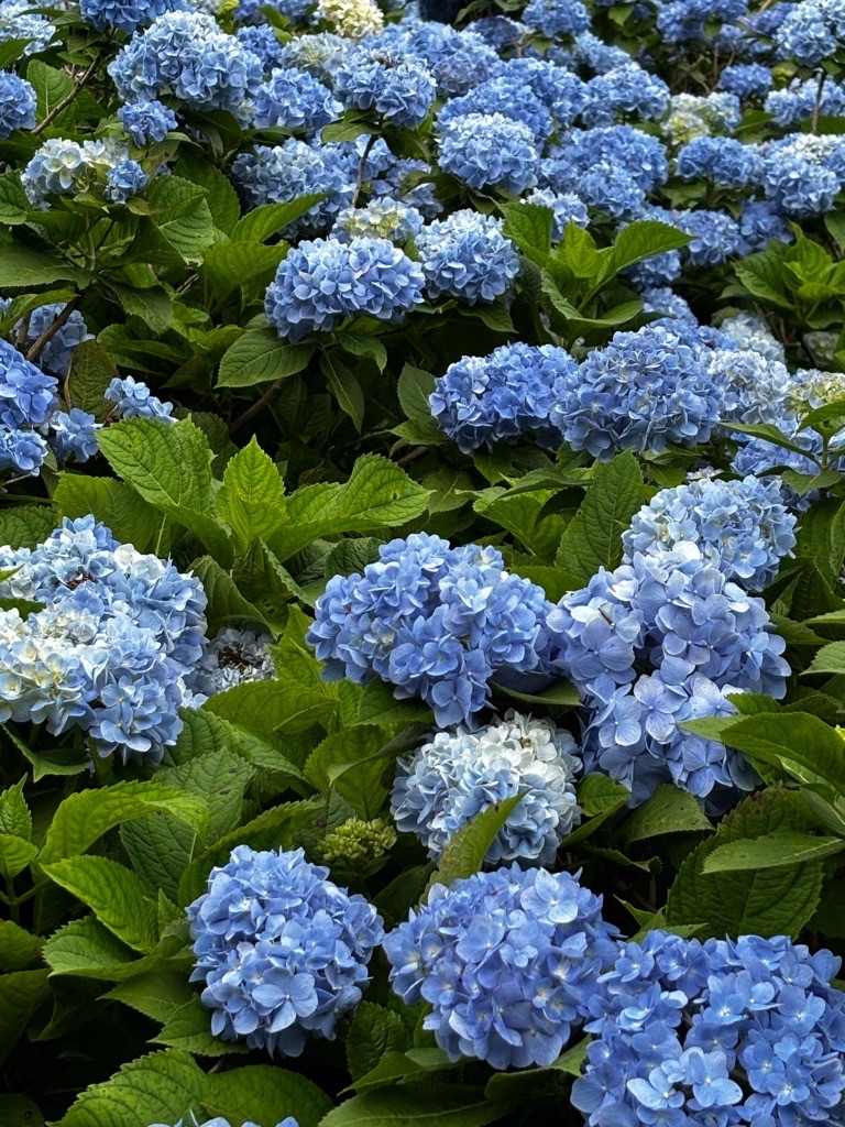 f:id:kusumamodays:20250601214248j:image