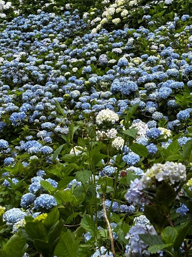 f:id:kusumamodays:20250601214251j:image