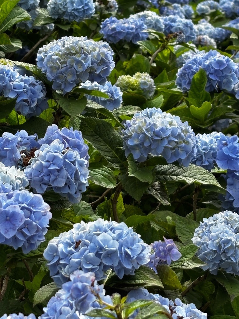 f:id:kusumamodays:20250601214304j:image