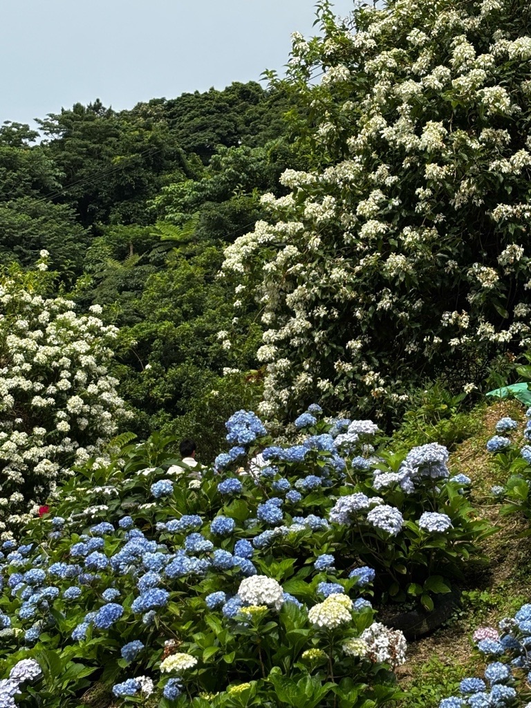 f:id:kusumamodays:20250601214312j:image
