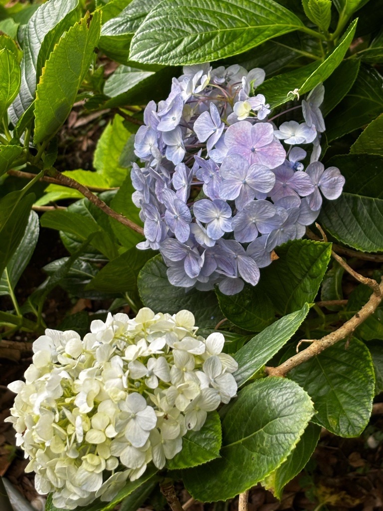 f:id:kusumamodays:20250601214318j:image