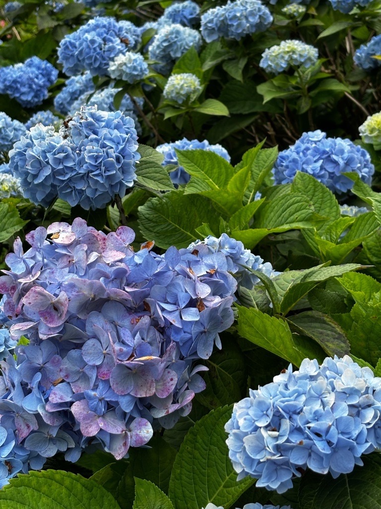 f:id:kusumamodays:20250621224032j:image