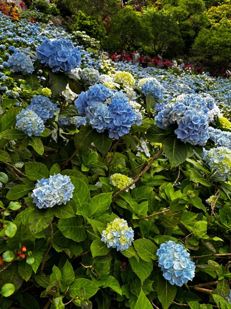 f:id:kusumamodays:20250621224048j:image