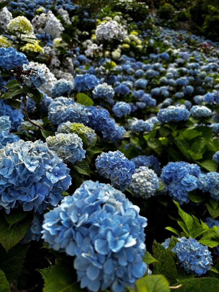 f:id:kusumamodays:20250621224051j:image