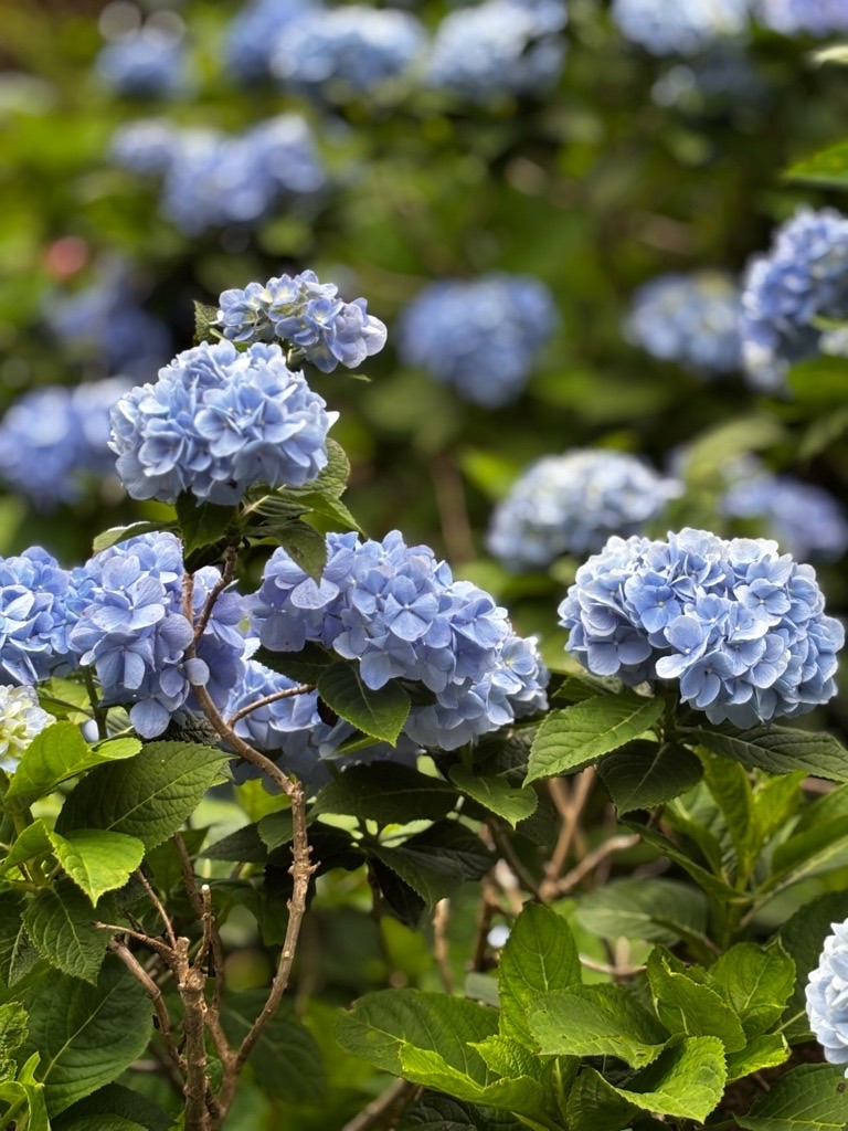 f:id:kusumamodays:20250621224117j:image
