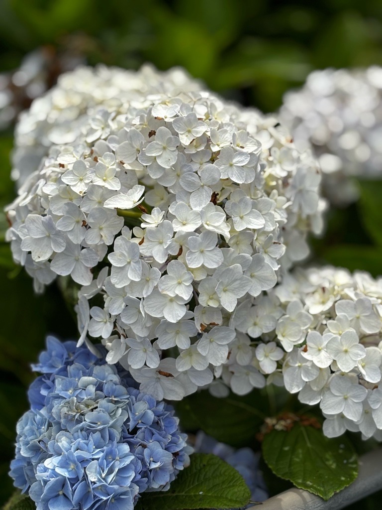 f:id:kusumamodays:20250621224124j:image