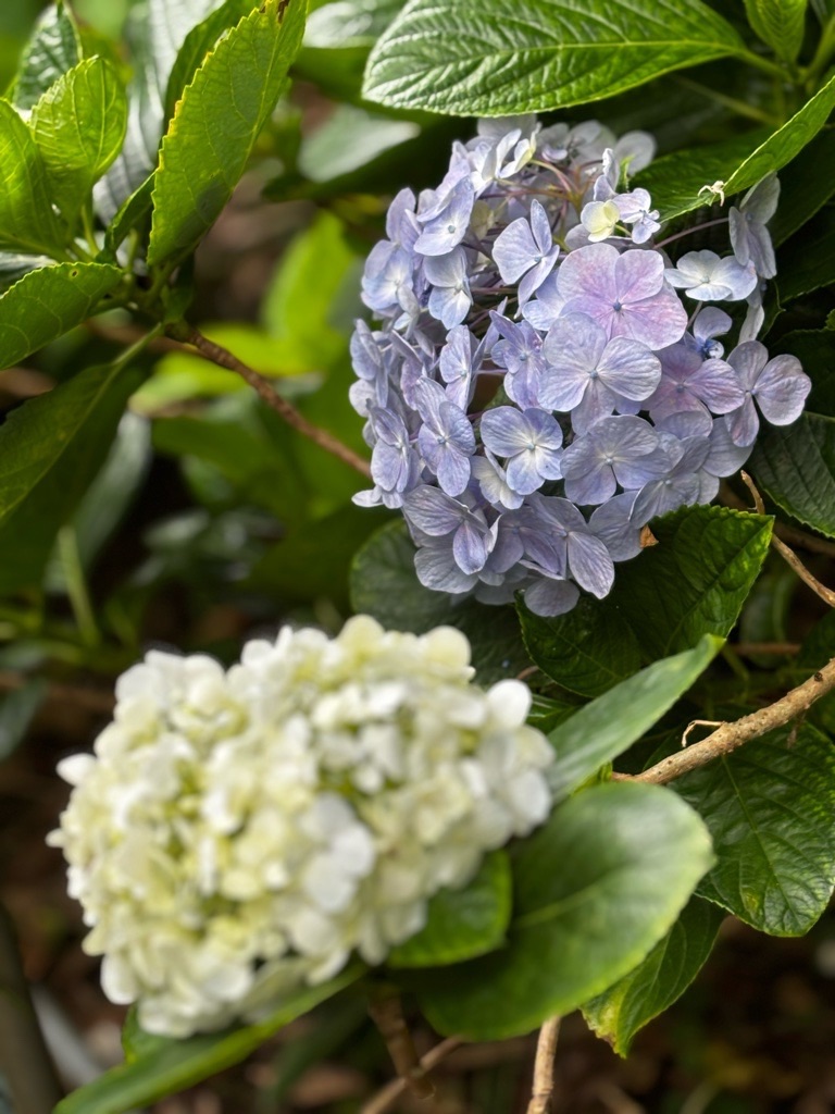 f:id:kusumamodays:20250621224128j:image