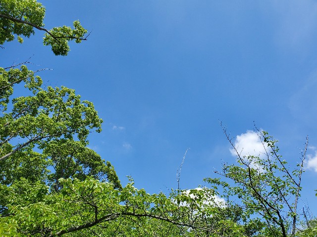 f:id:kusunoki_mori3:20210702121101j:image