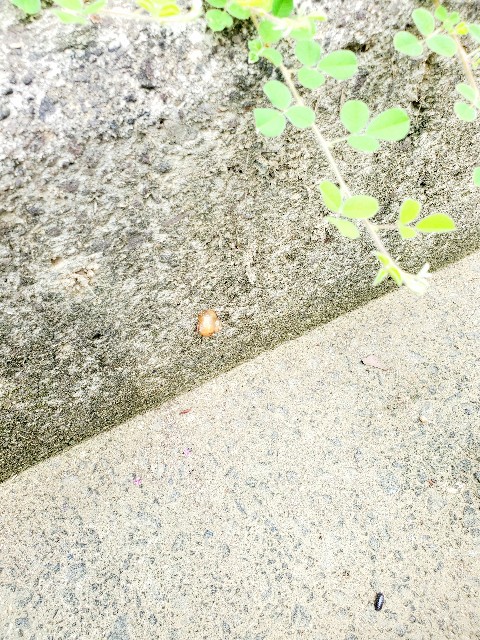 f:id:kusunoki_mori3:20210705102735j:image