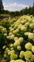 f:id:kusunokidc:20170613144400j:image