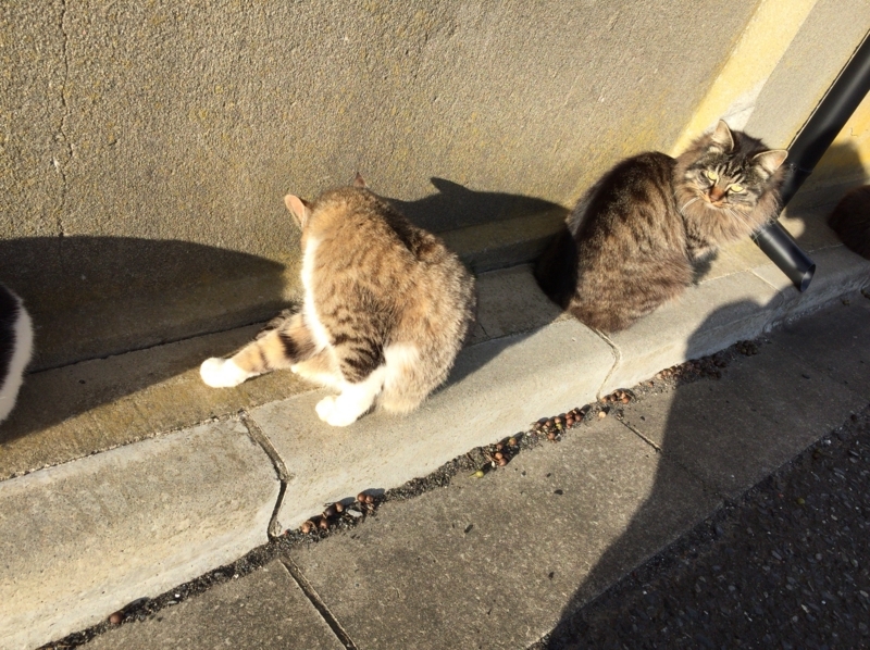 猫いっぱい６